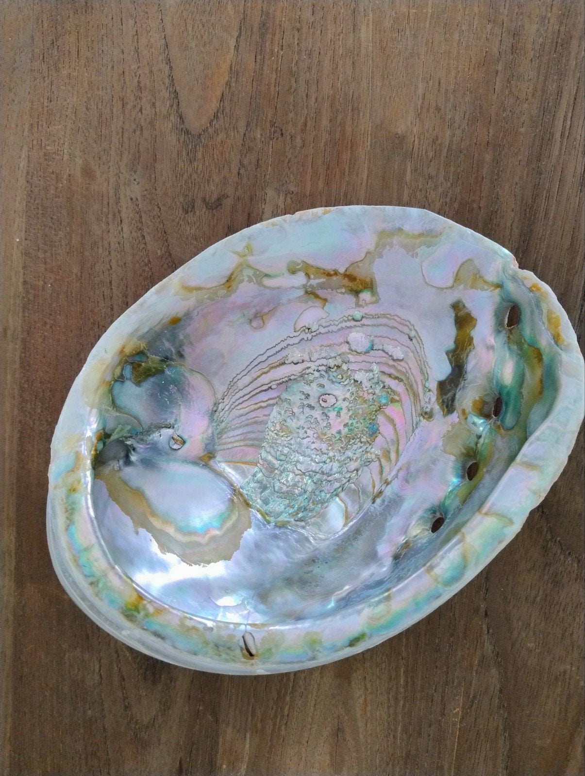 Grote abalone Schelp, Ophalen of Verzenden, Schelp(en)