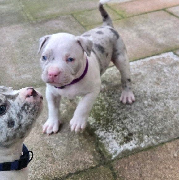American Bully pup reu, 8 tot 15 weken, Groot, CDV (hondenziekte), Meerdere