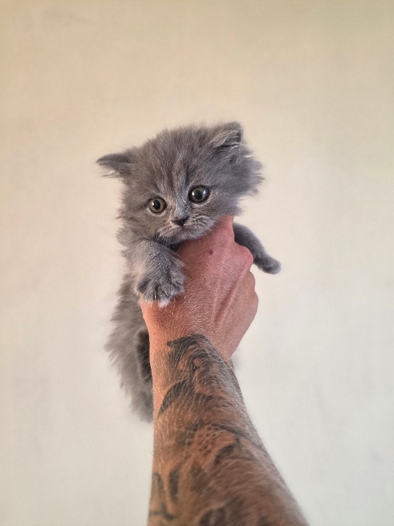 Britse korthaar kittens, Meerdere dieren, Ontwormd, 0 tot 2 jaar