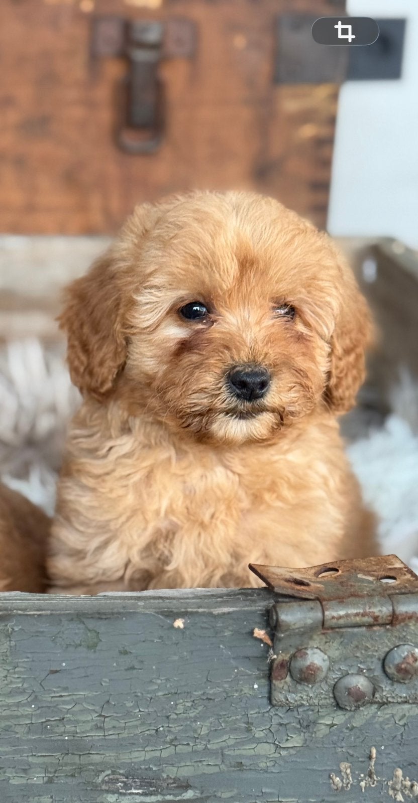 Labradoodle, Dieren en Toebehoren, Nederland, Overige rassen, CDV (hondenziekte), 8 tot 15 weken
