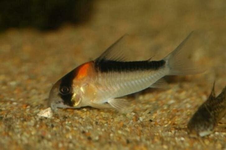 De Corydoras , echte opruimer in het aquarium!, Dieren en Toebehoren, Vis, Zoetwatervis, Schoolvis