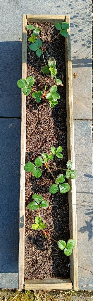 Aardbeienplantjes, Tuin en Terras, Ophalen, Vaste plant, Fruitplanten, Volle zon