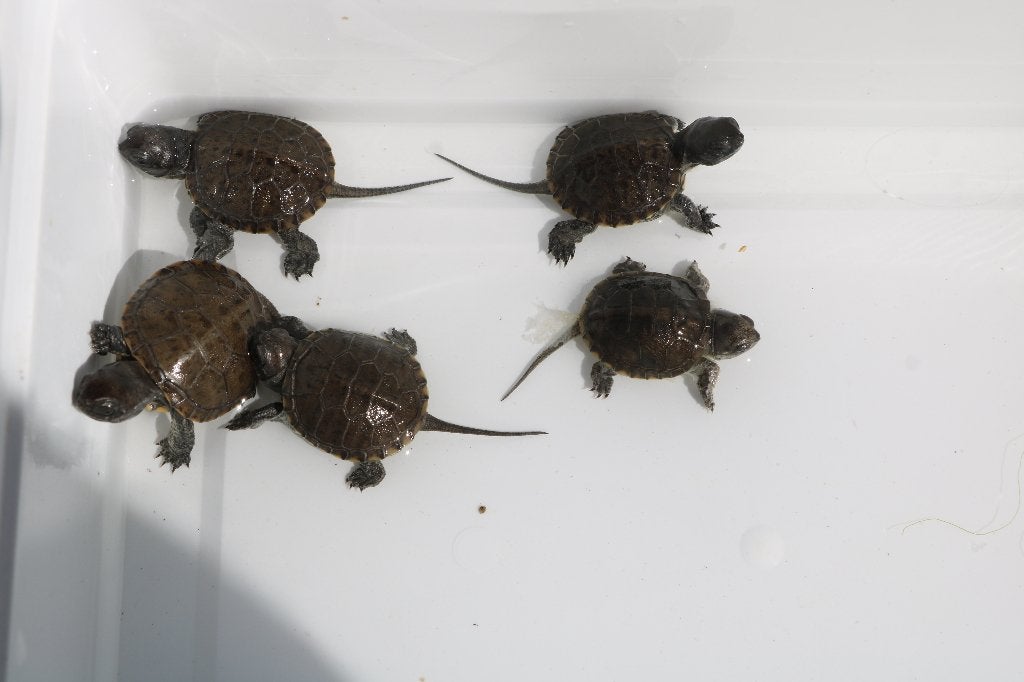 europese moerasschilpad, Dieren en Toebehoren, Schildpad, 0 tot 2 jaar