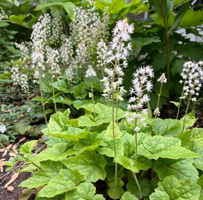 Tiarella Cordifolia - Chemievrij - P9 - Staffelkorting!, Overige soorten, Vaste plant, Ophalen of Verzenden, Halfschaduw