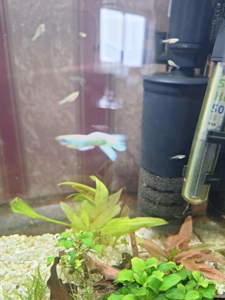 Kleine baby guppies en 1 mannetje, Dieren en Toebehoren, Ophalen of Verzenden