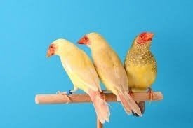 Koppel geelkop Binsenastrilde, Dieren en Toebehoren, Vogels | Overige Vogels, Meerdere dieren