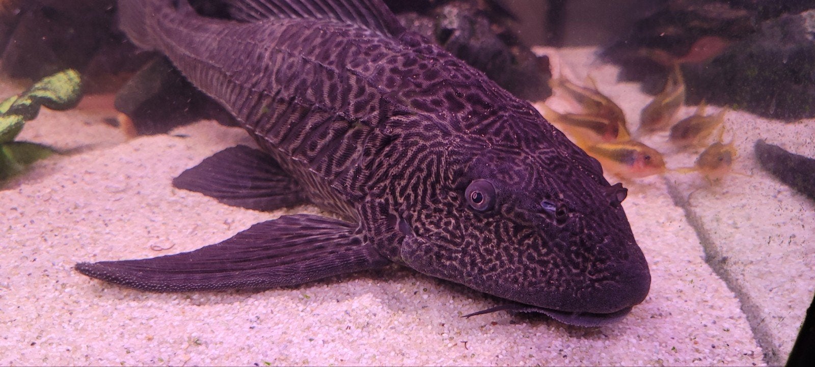 Pleco te koop, Dieren en Toebehoren, Vissen | Aquariumvissen, Vis, Zoetwatervis