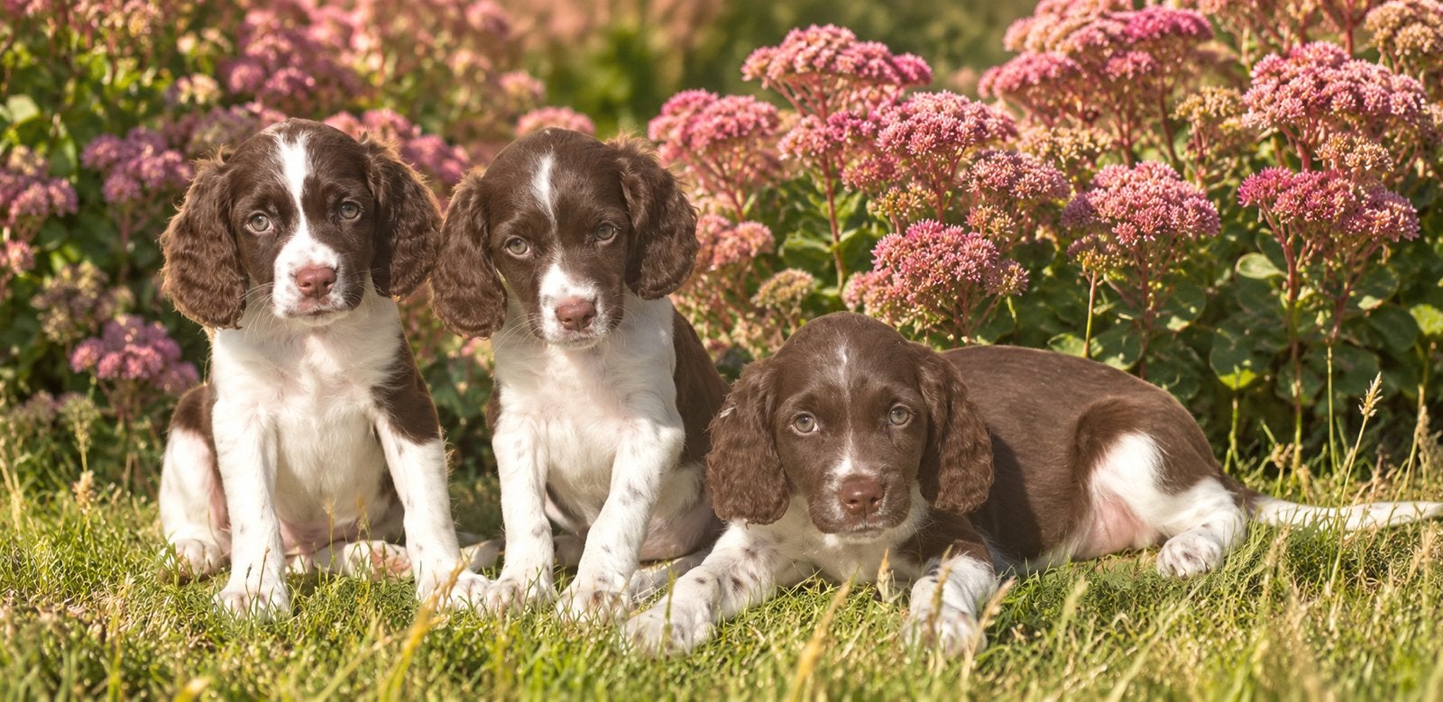 Prachtige speelse HEIDEWACHTEL pups