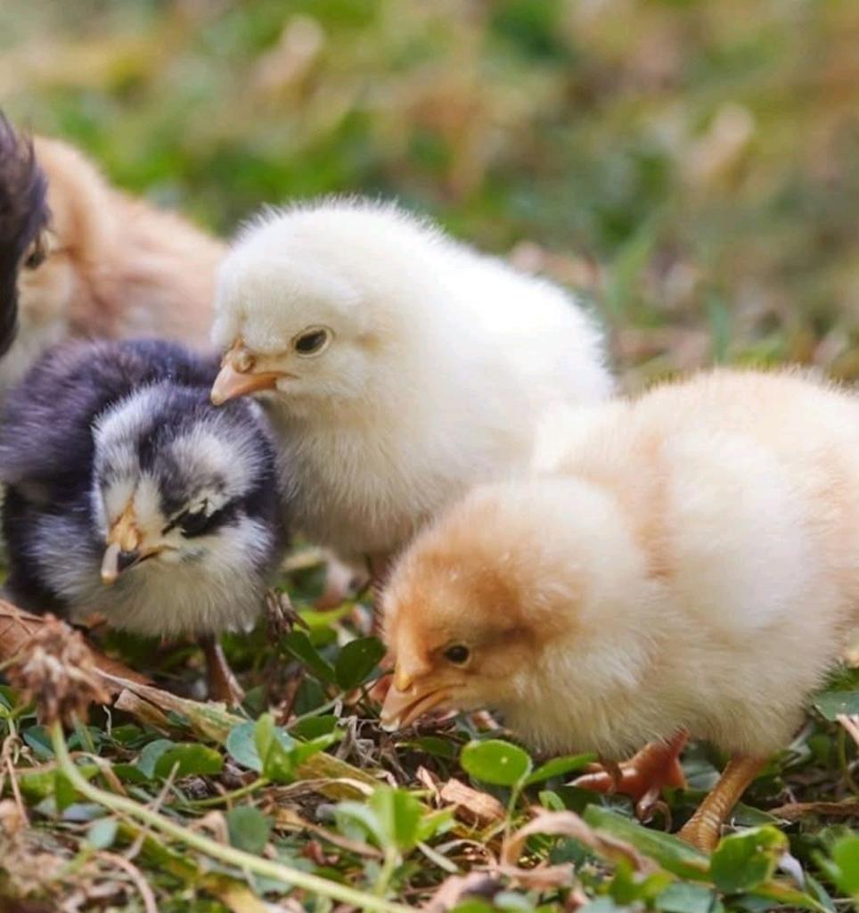 Lieve mooie kuikens te koop, Dieren en Toebehoren, Meerdere dieren, Kip