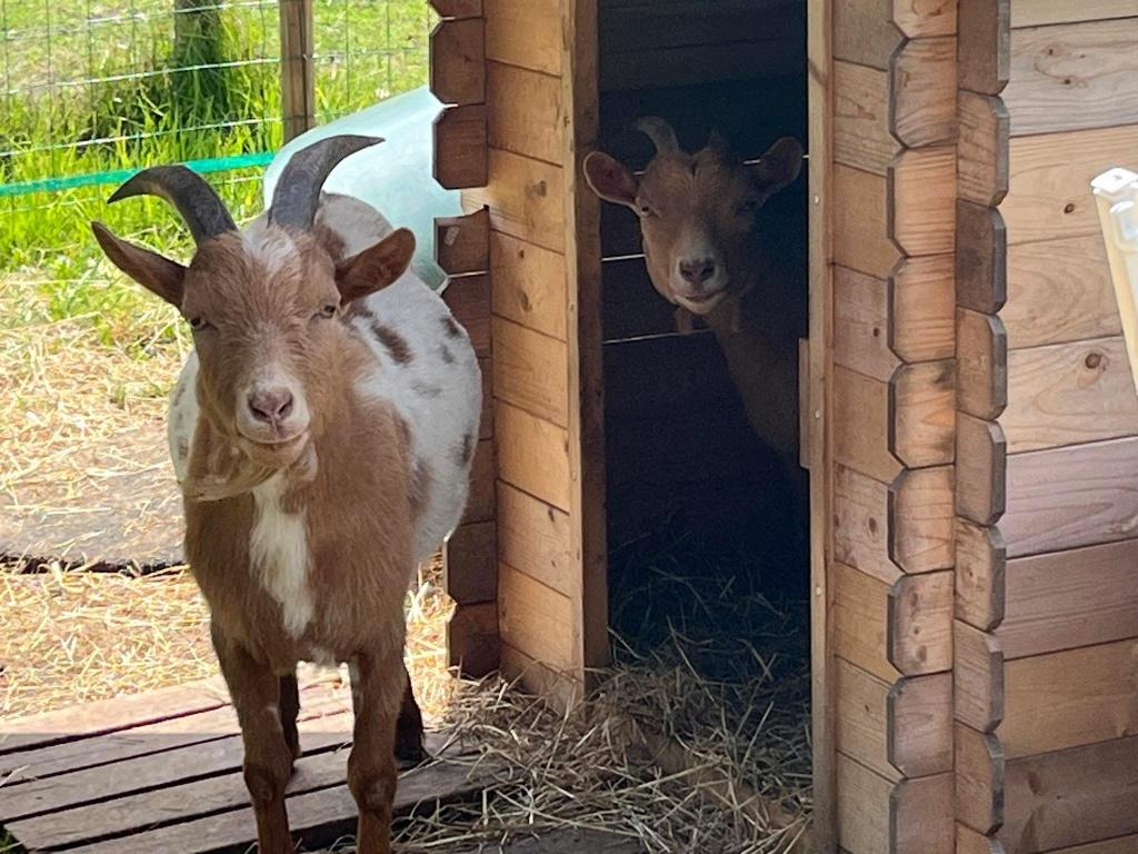 Dwerggeit Bokje gecastreerd, Dieren en Toebehoren, Schapen, Geiten en Varkens, Mannelijk, Geit, 3 tot 5 jaar