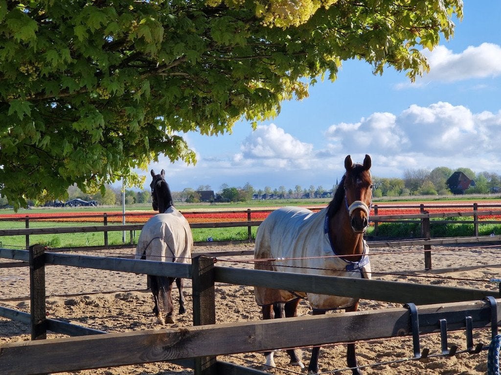 Paardenstal te huur, Stalling, 1 paard of pony