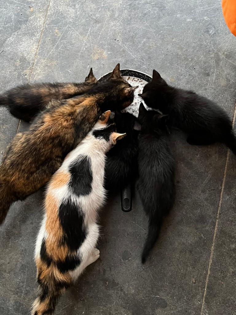 Kittens te koop, Meerdere dieren
