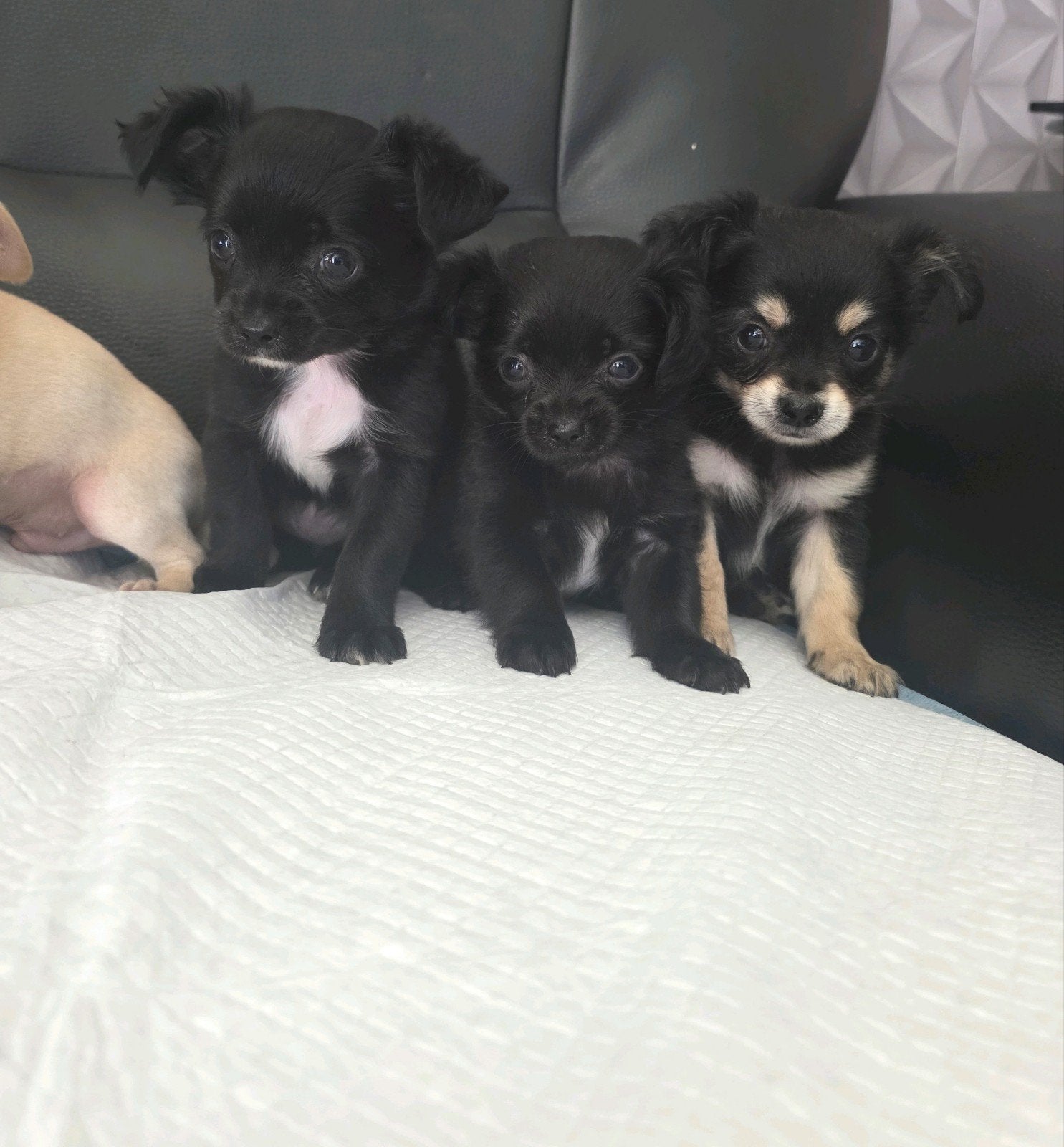 Prachtige chihuahua puppy's, 8 tot 15 weken, Parvo, Meerdere, Meerdere dieren