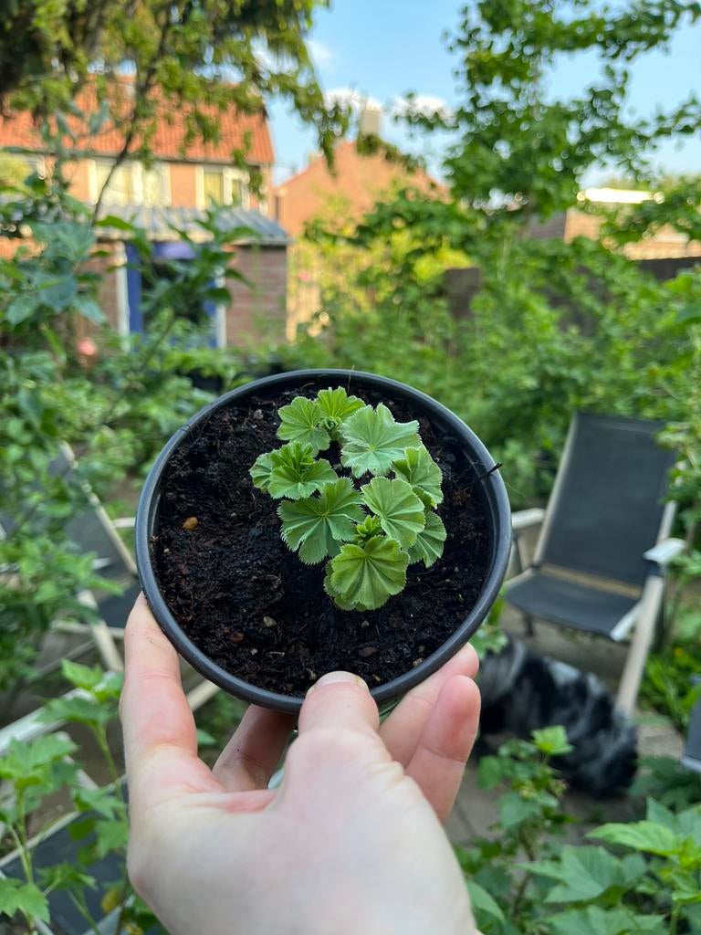 Lady’s Mantle (Alchemilla mollis) — Bio— Winterhard, Ophalen, Minder dan 100 cm
