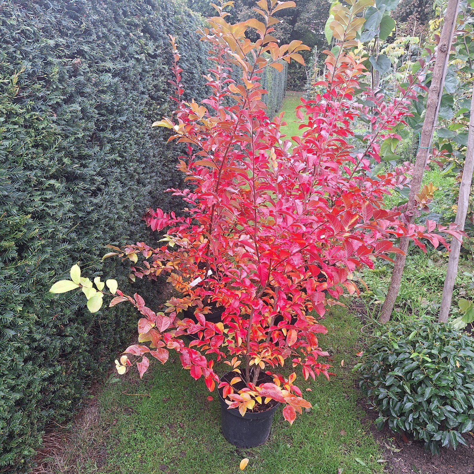 WAT EEN HERFSTKLEUR !! Lagerstroemia indica 'Muskogee', Tuin en Terras, Overige soorten, 100 tot 250 cm, Zomer, Ophalen