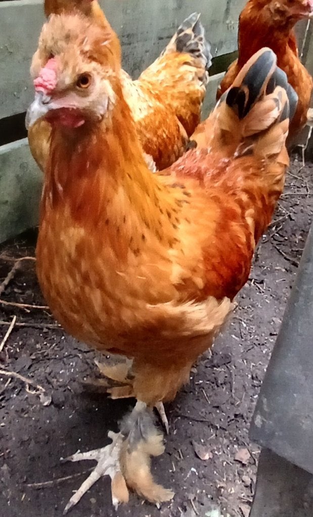 Haan 4 maand oud Mix kuifhoen X Araucana -kleurlegger gratis, Mannelijk, Kip