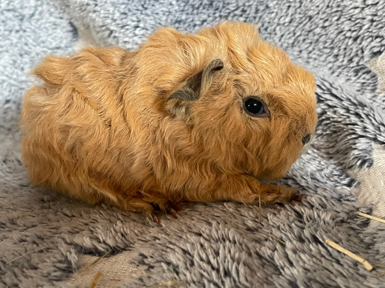 lunkarya cavia, Dieren en Toebehoren, Knaagdieren, Cavia, Juni, Meerdere dieren, Tam