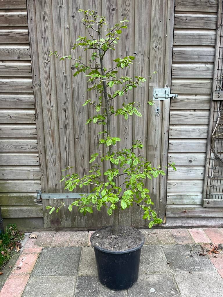 Perzisch ijzerhout (Parrotia persica) in pot, Tuin en Terras, Lente, 100 tot 250 cm, Volle zon, In pot