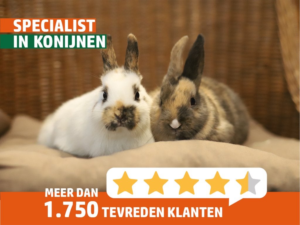 Dwergkonijn man | Gecastreerde rammen | Ingeënt