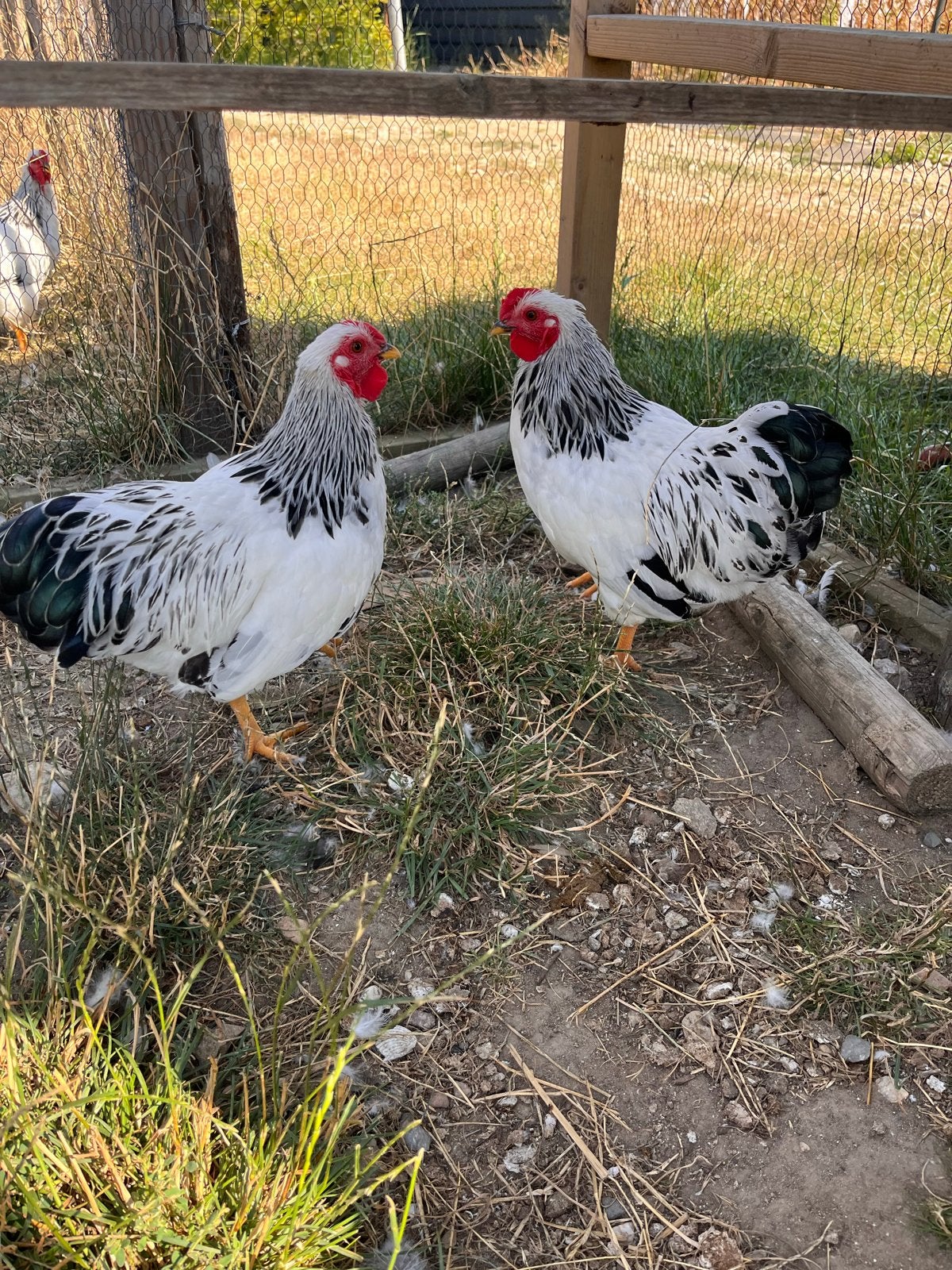 Wyandotte haantjes 2x, Mannelijk, Kip