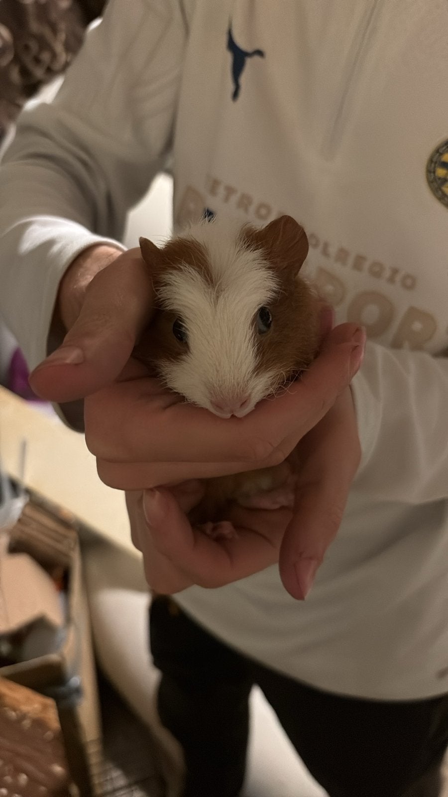 Cavia’s te koop!, Dieren en Toebehoren, Cavia, Juni, Meerdere dieren, Tam