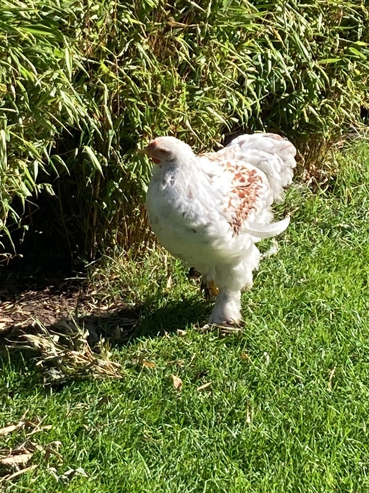 Brahma haan, Dieren en Toebehoren, Mannelijk, Kip
