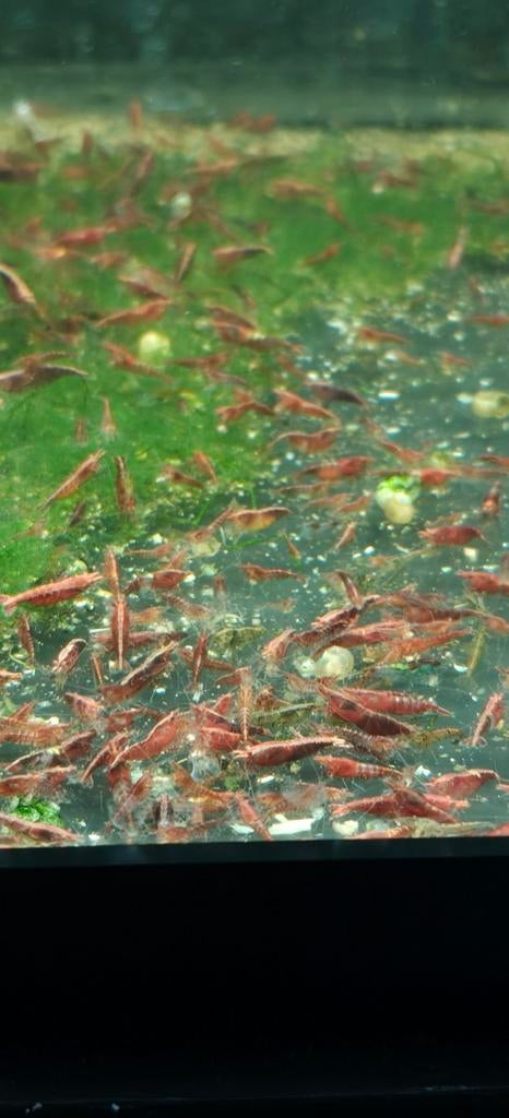 Rode garnalen, Dieren en Toebehoren, Vissen | Aquaria en Toebehoren, Ophalen, Nieuw, Overige typen