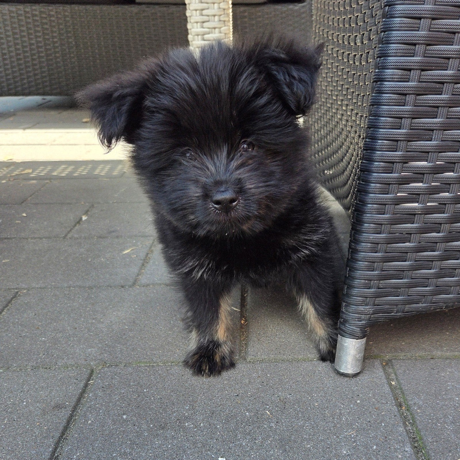 Knappe pomeriaan/boomer pup reutje, Keeshond, Reu, 8 tot 15 weken, Meerdere