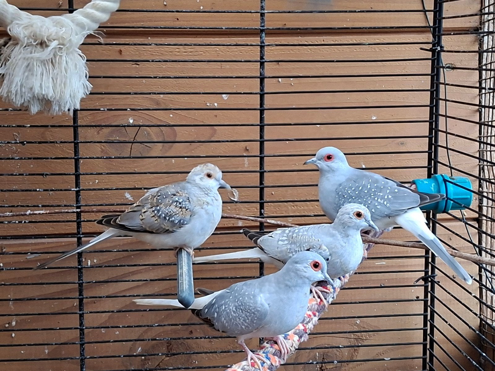 diamantduifjes 10,- p st, Dieren en Toebehoren, Meerdere dieren