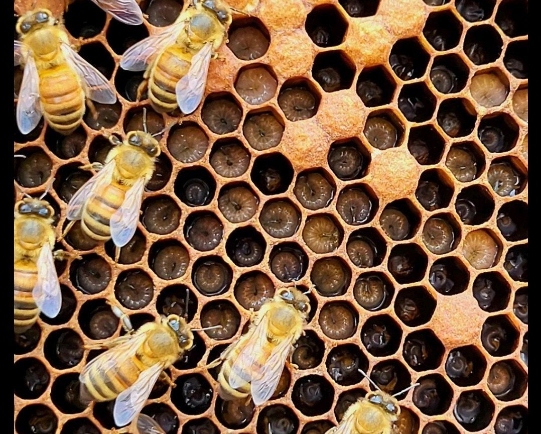 Te reserveren volk in 6 raams simplex formaat Meerstad, Dieren en Toebehoren, Bijen