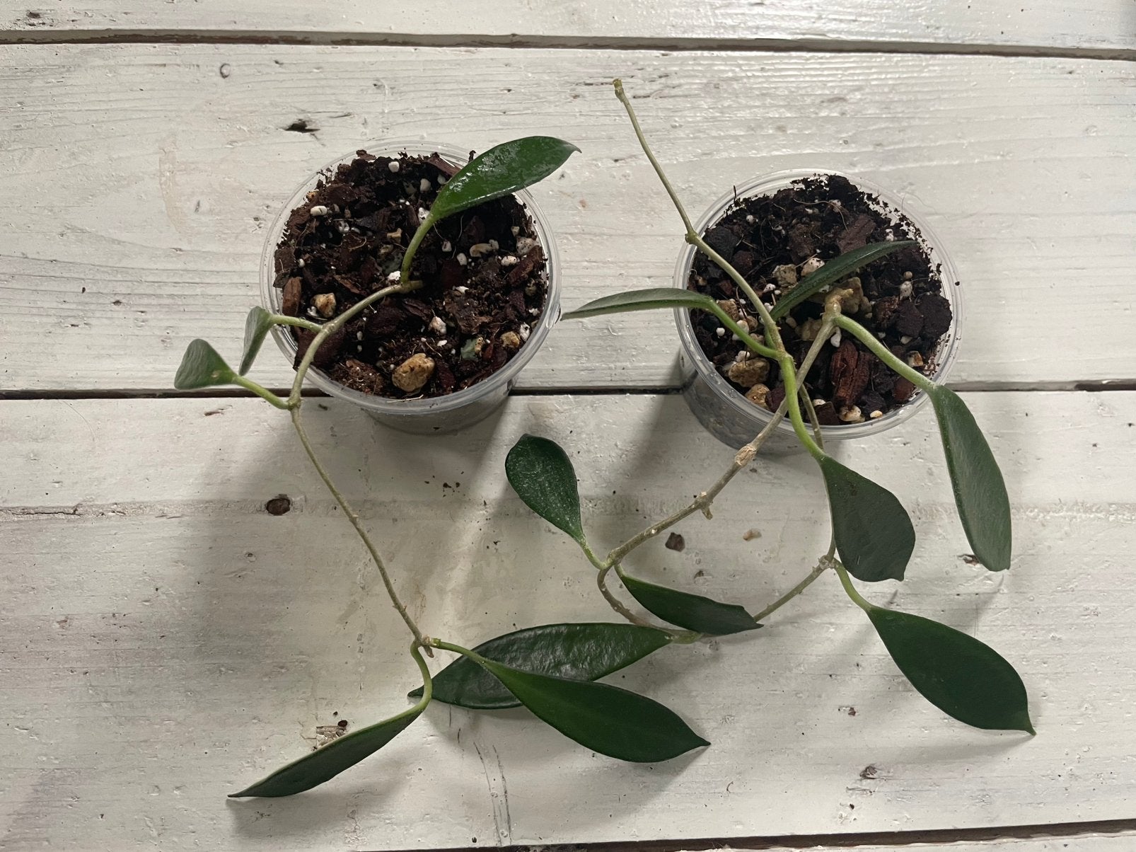 Hoya stoneana, Ophalen of Verzenden, Halfschaduw, Minder dan 100 cm