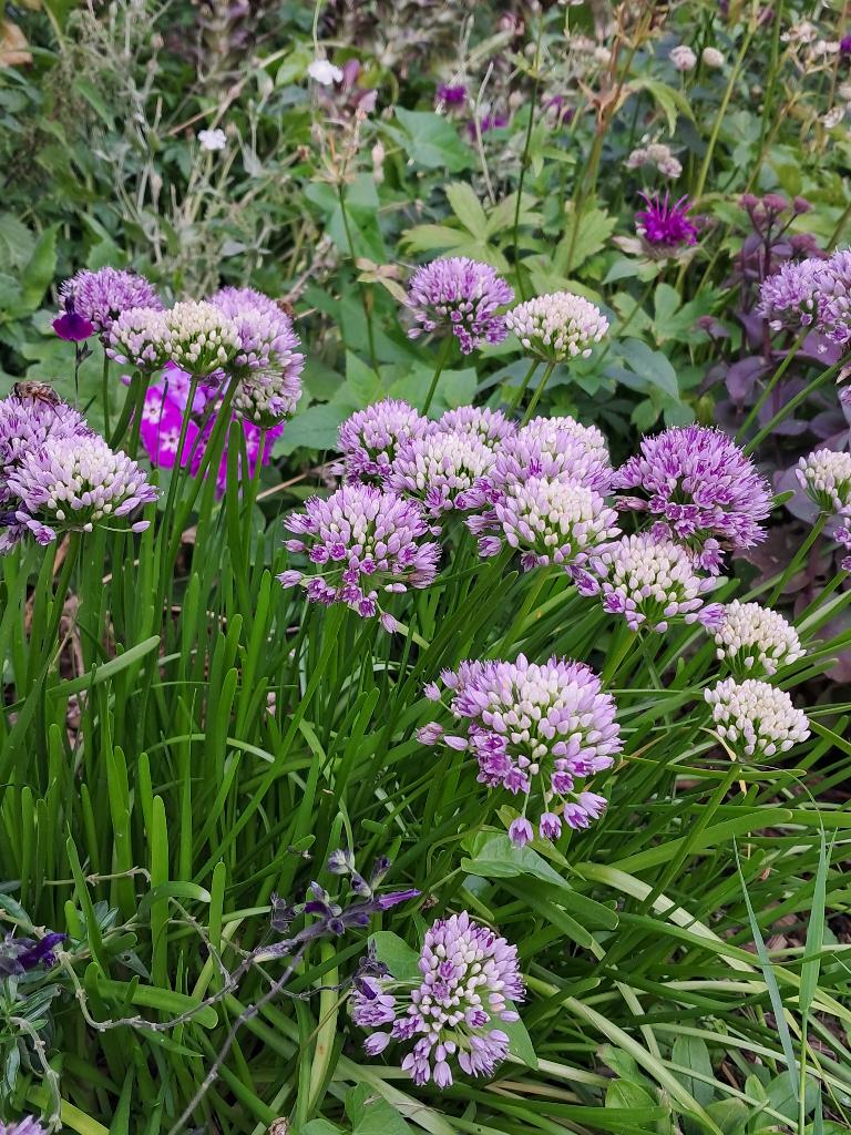 Zomerbloeiende sierui - Allium senescens - lilaroze, Overige soorten, Volle zon, Vaste plant, Ophalen of Verzenden