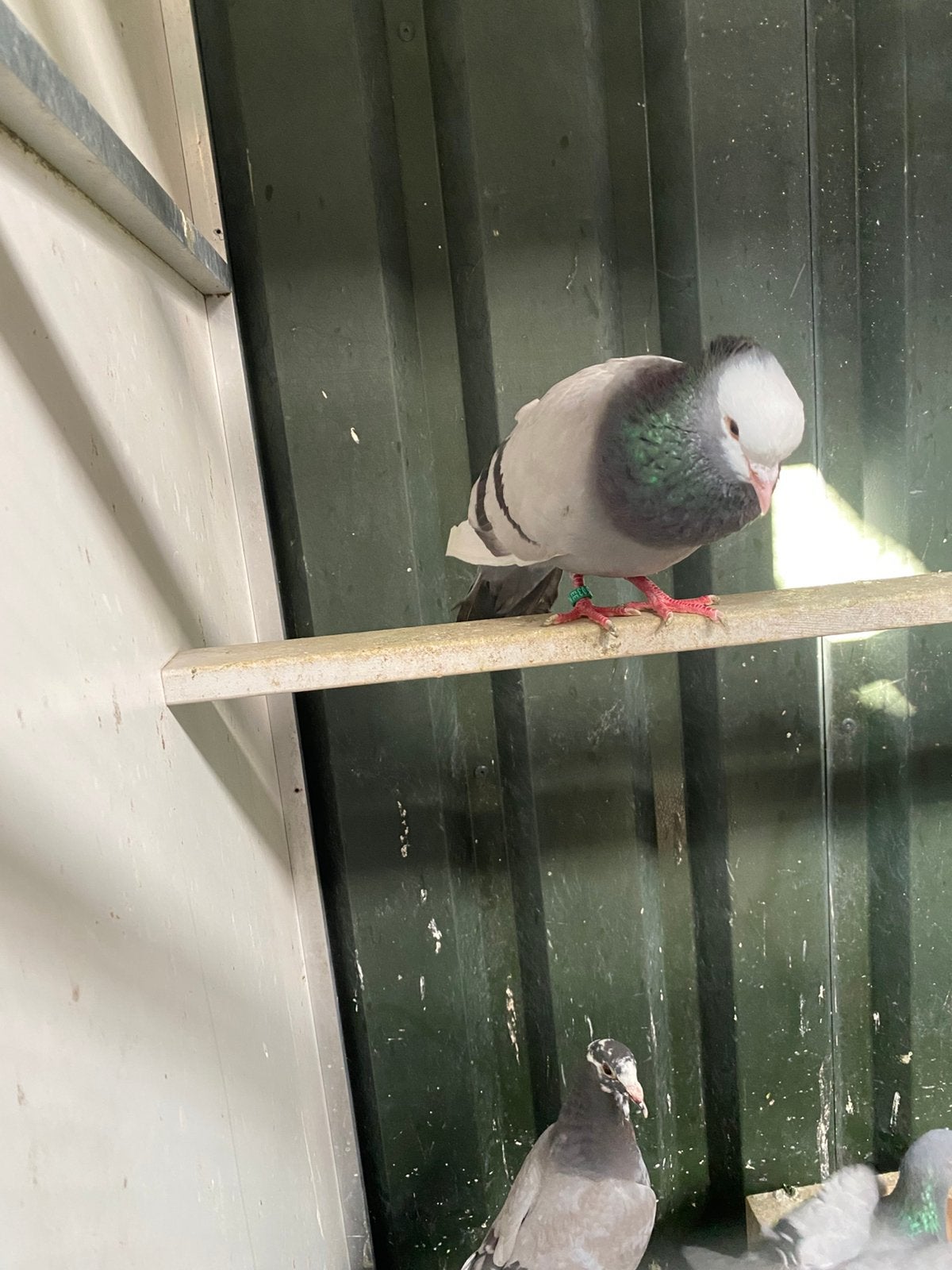 3 sierduiven, Meerdere dieren, Overige soorten