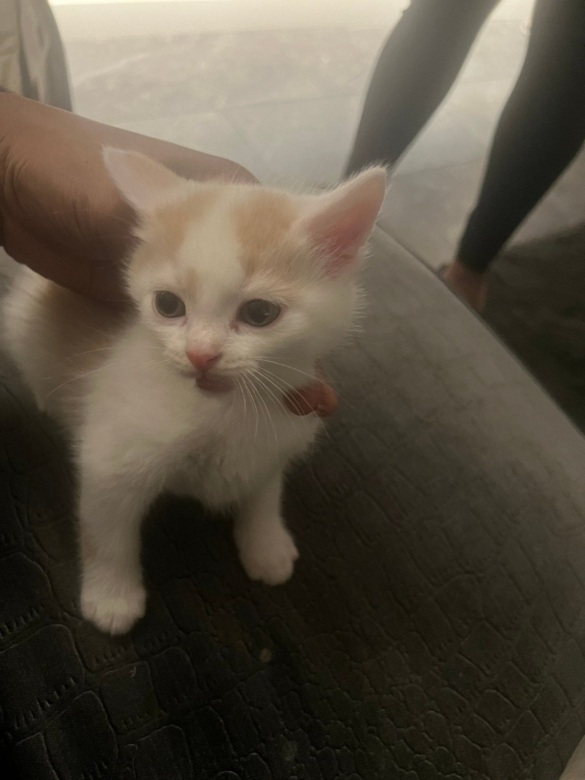 Kitens