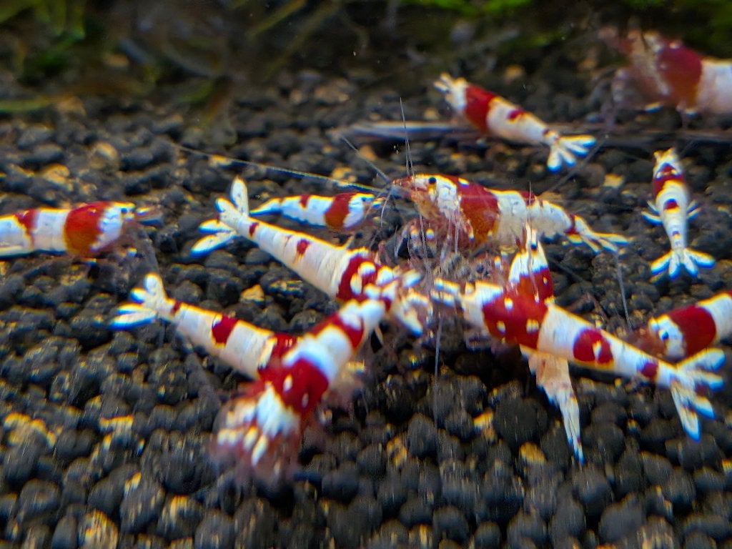 Crystal red garnalen , Pure red line ,Hinomaru, Kreeft, Krab of Garnaal, Zoetwatervis, Schoolvis