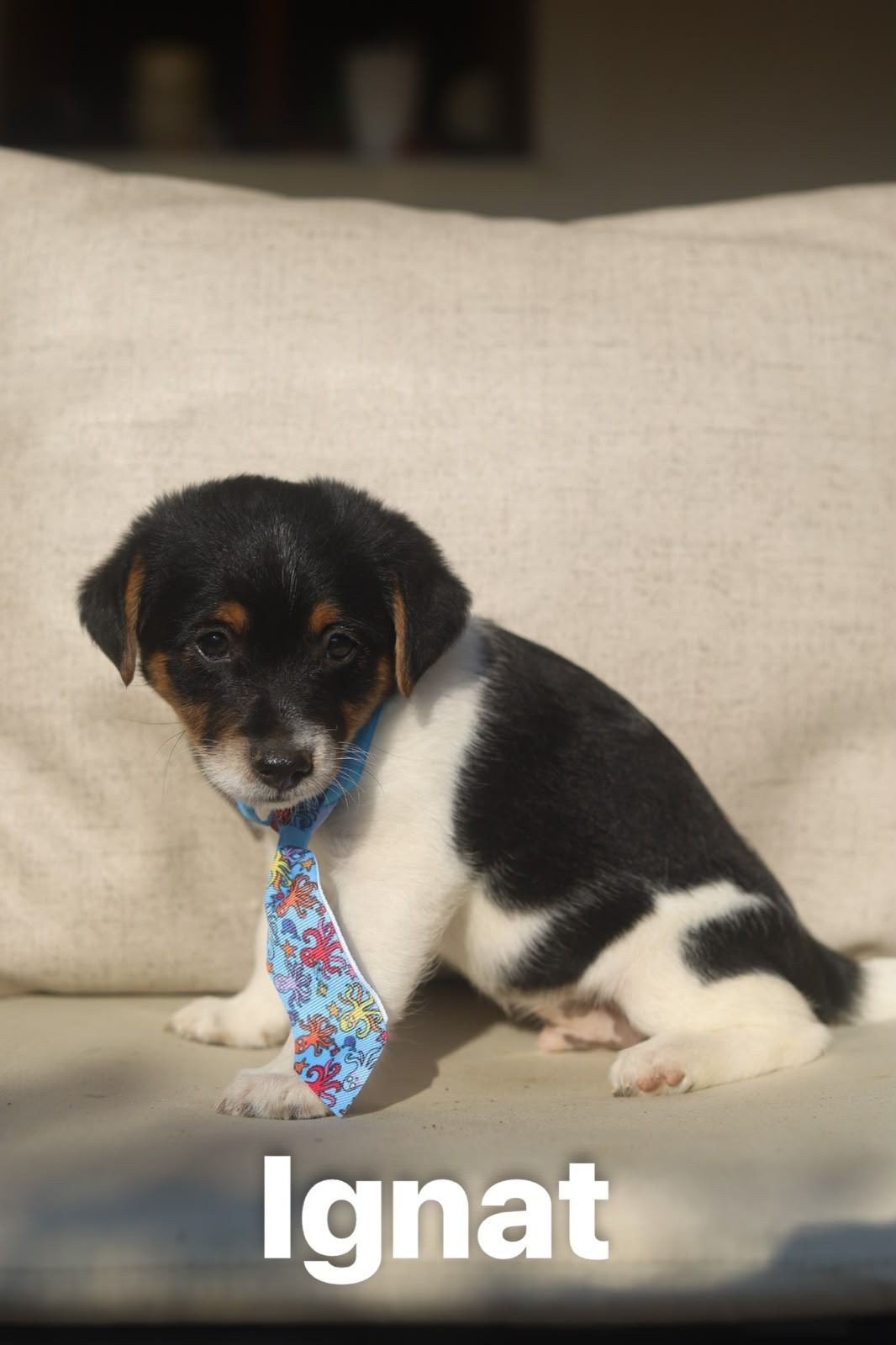 Ignat is super leuk, 15 weken tot 1 jaar, Buitenland, Parvo, Eén hond