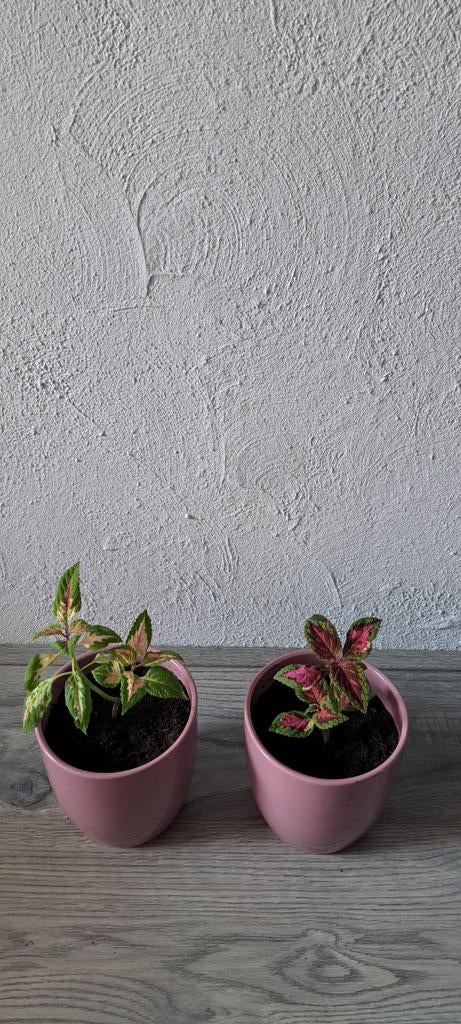 Coleus planten in roze stenen potten., Ophalen, Halfschaduw, Minder dan 100 cm
