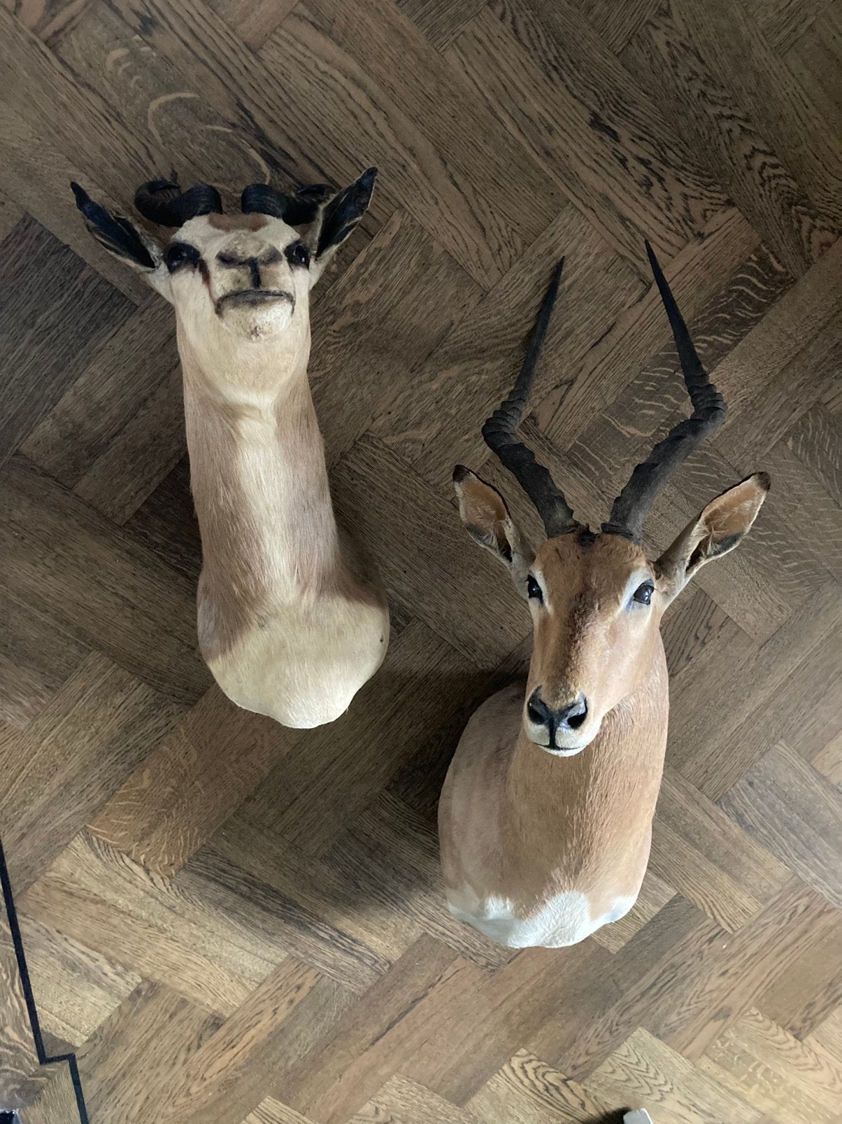 Opgezette Gazelle Hoofden - Decoratieve Wandobjecten, Verzamelen, Dierenverzamelingen, Ophalen of Verzenden, Zo goed als nieuw