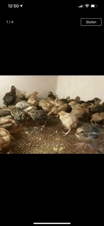 japanse kwartels gratis, Dieren en Toebehoren, Pluimvee, Meerdere dieren, Overige soorten