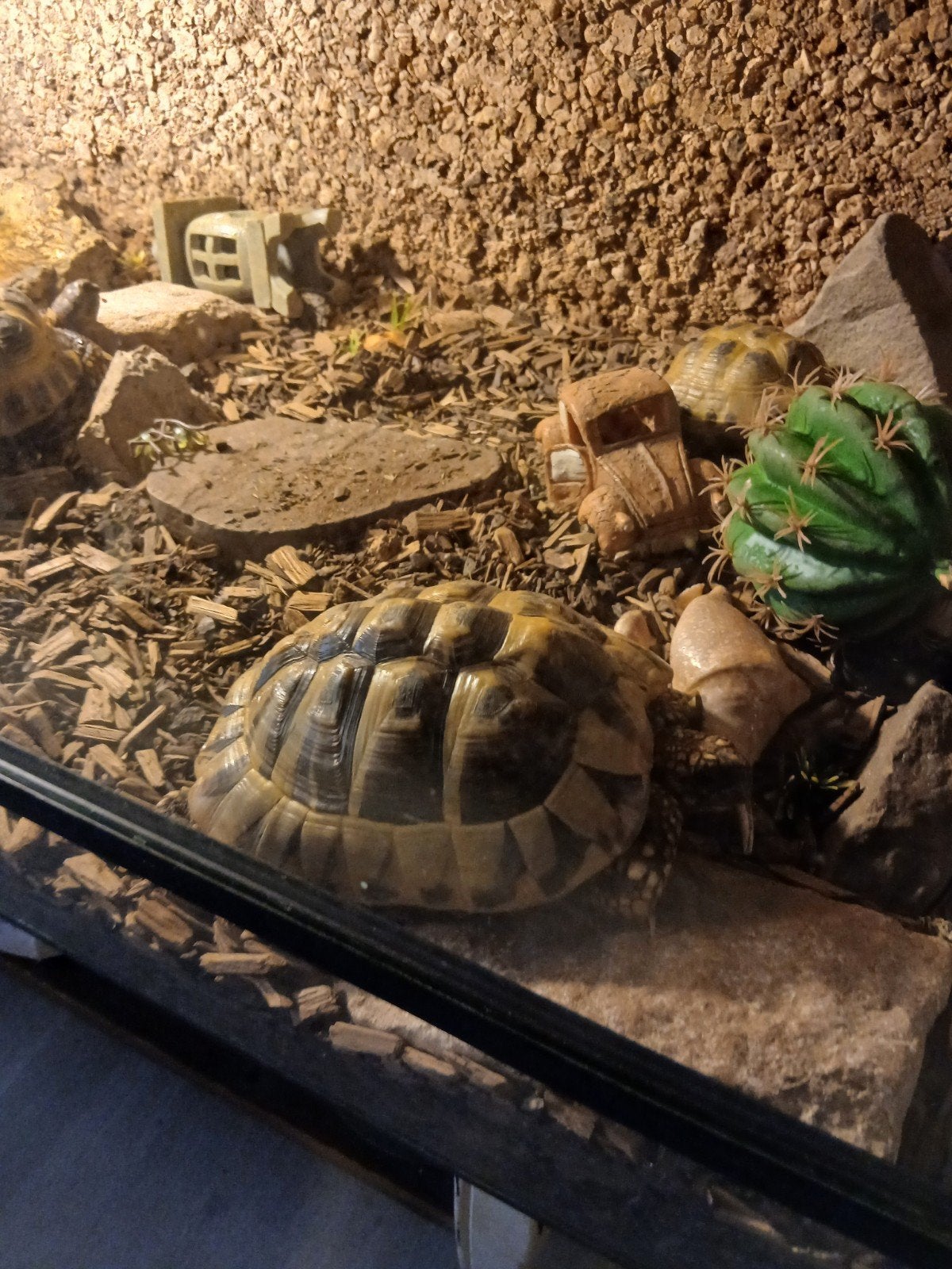 Griekse landschildpadden Tortoise photo 2