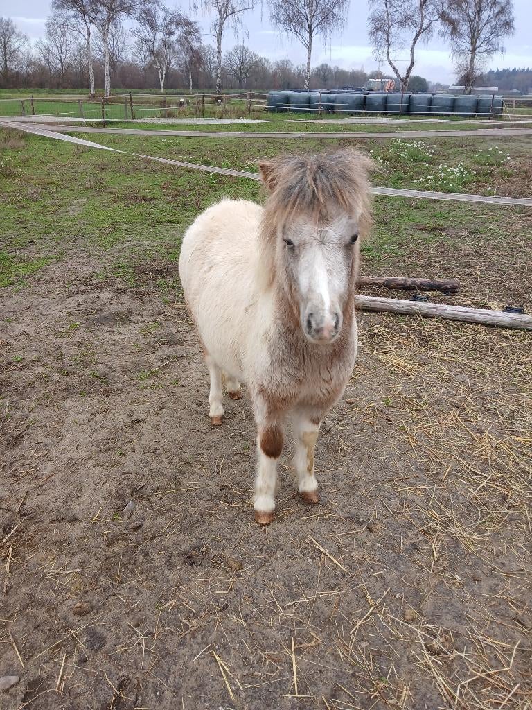 minipony, Dieren en Toebehoren, Pony's, Niet van toepassing, 0 tot 2 jaar, A pony (tot 1.17m), Merrie