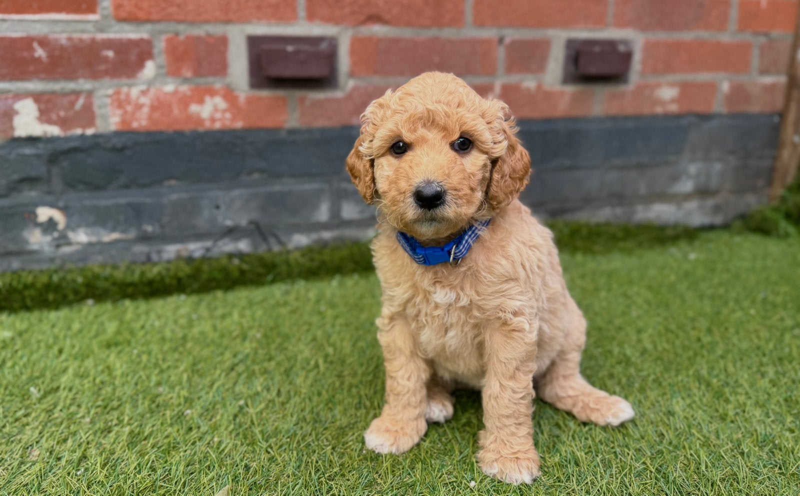 Lieve Labradoodle pups zoeken een warm mandje, Dieren en Toebehoren, Honden | Niet-rashonden, Middel, Meerdere dieren, Particulier