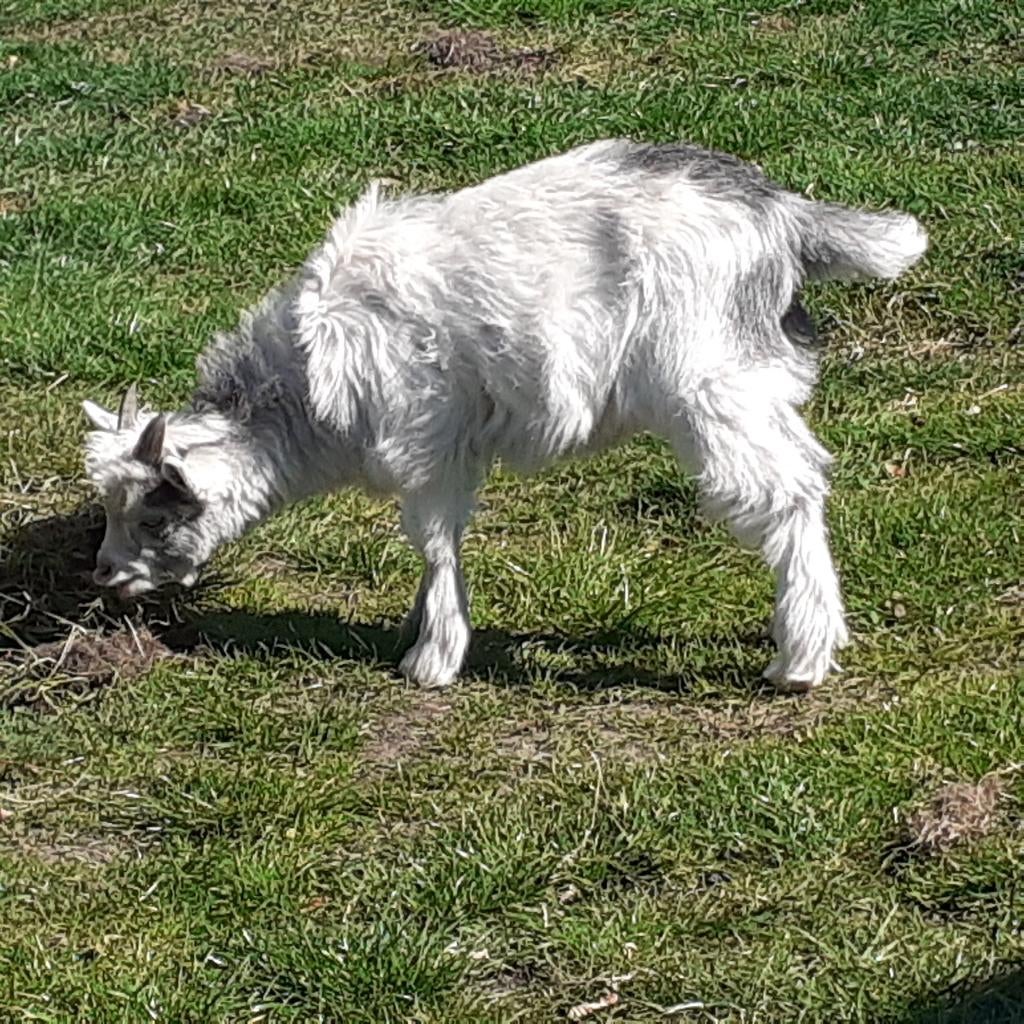 Jonge Landgeit Bokje, Dieren en Toebehoren, Mannelijk, Geit, 0 tot 2 jaar