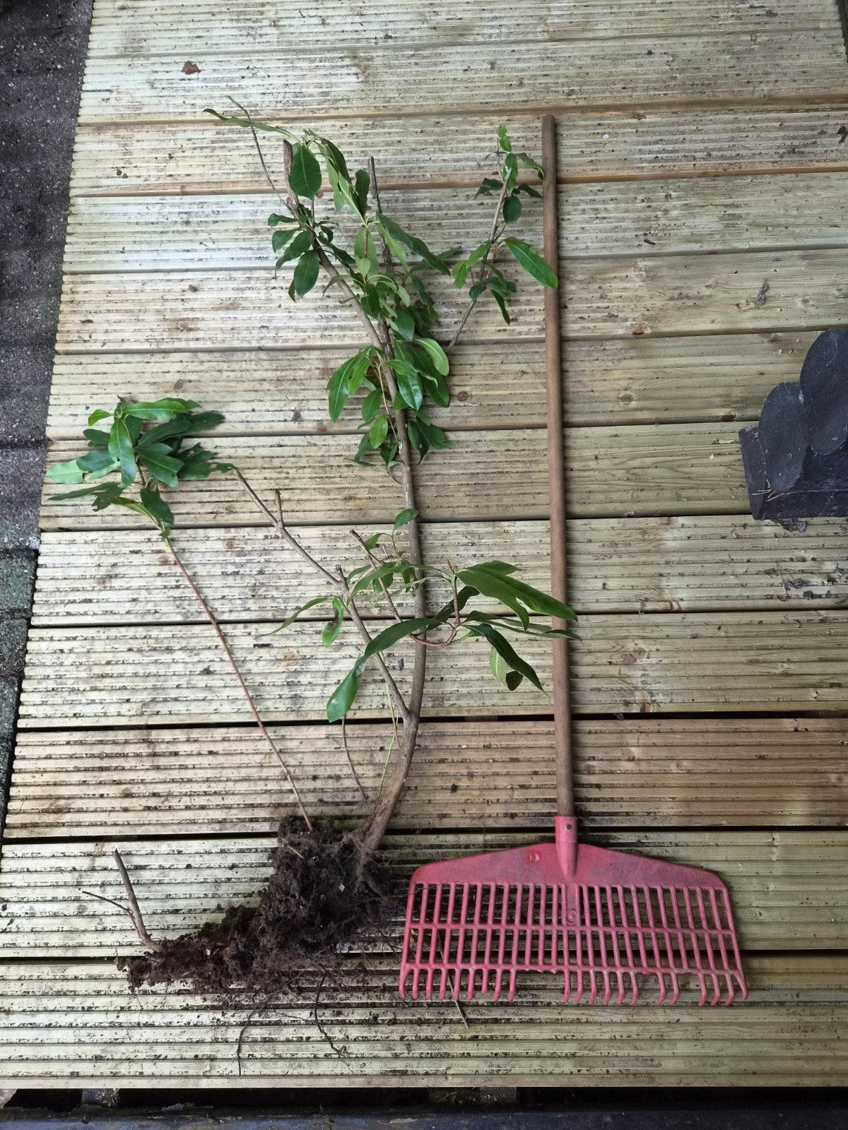 Rododendron stekken of planten, Ophalen, Overige soorten, Struik