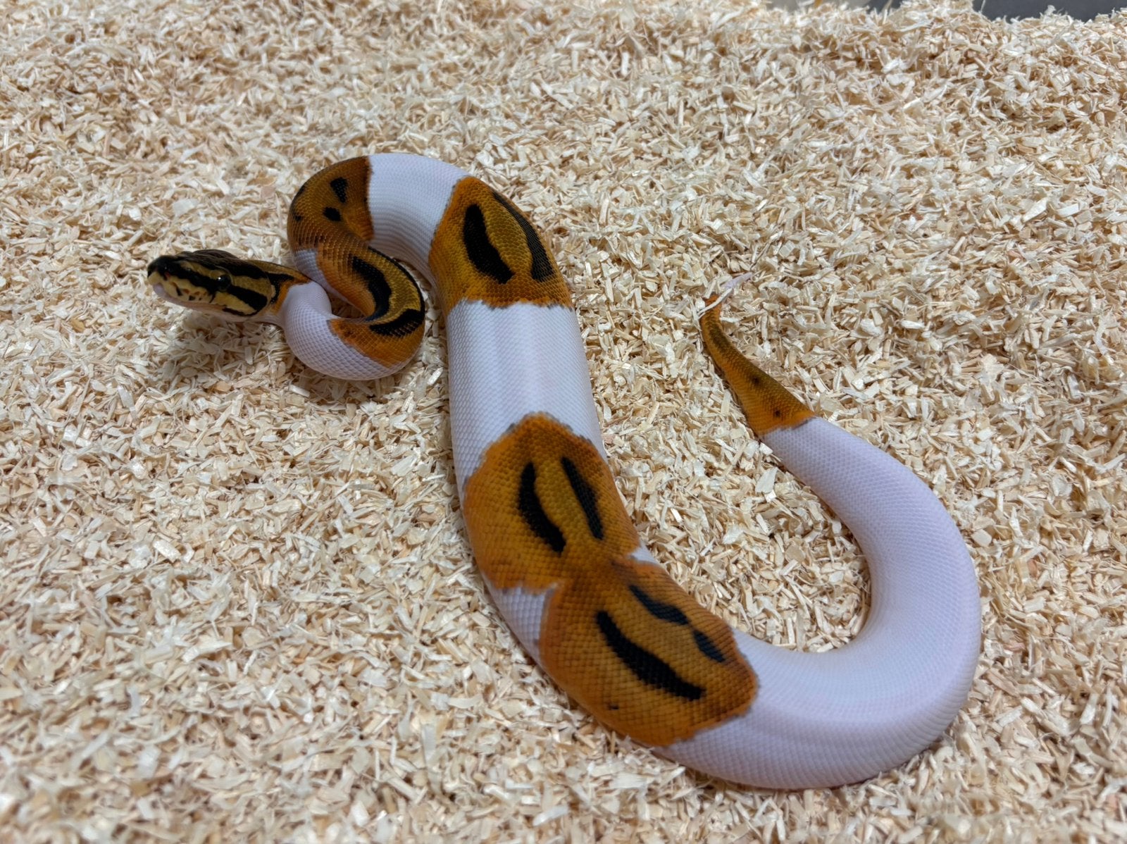 1.0 Orange Dream Pied ball python regius te koop Ball Python - male for sale from RPM