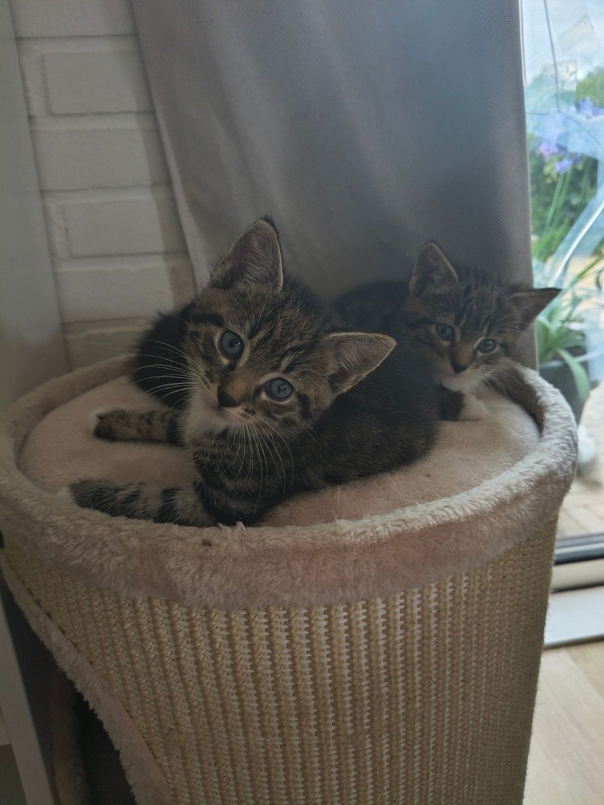 Lieve kittens zoeken een lief huis, Dieren en Toebehoren, Katten en Kittens | Overige Katten, Meerdere dieren, Kortharig, 0 tot 2 jaar