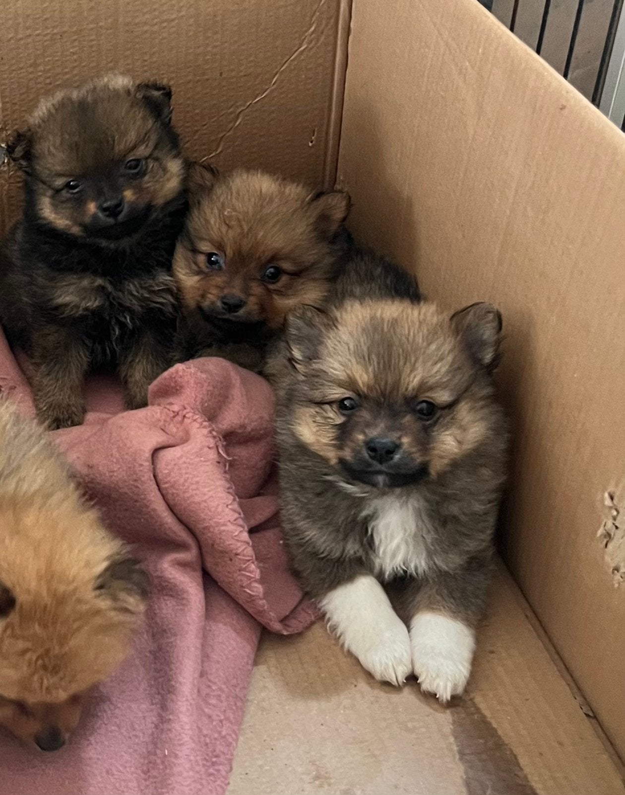 Keeshond Pups, Dieren en Toebehoren, België, Particulier, Keeshond, 8 tot 15 weken