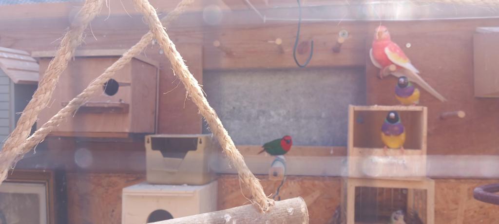 Roodkoppapegaaiamadine, Meerdere dieren, Tropenvogel