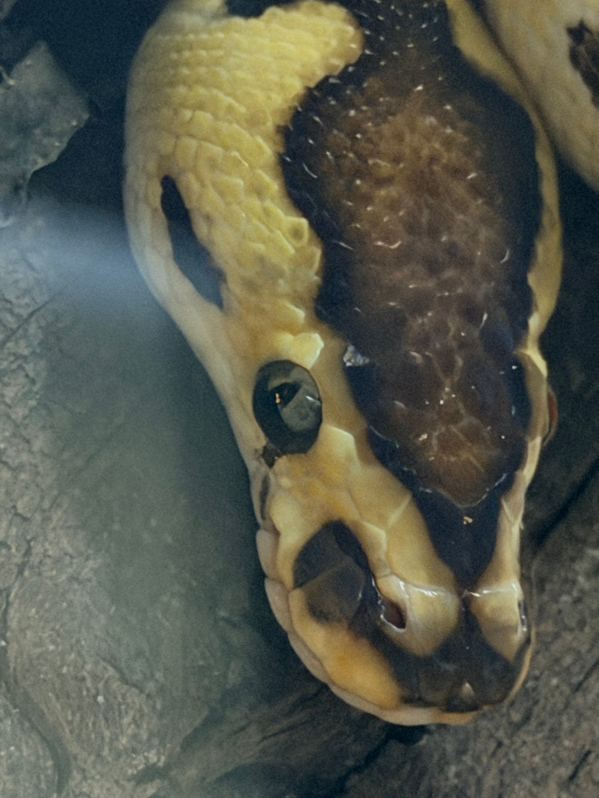 Ball python Ball Python photo 5