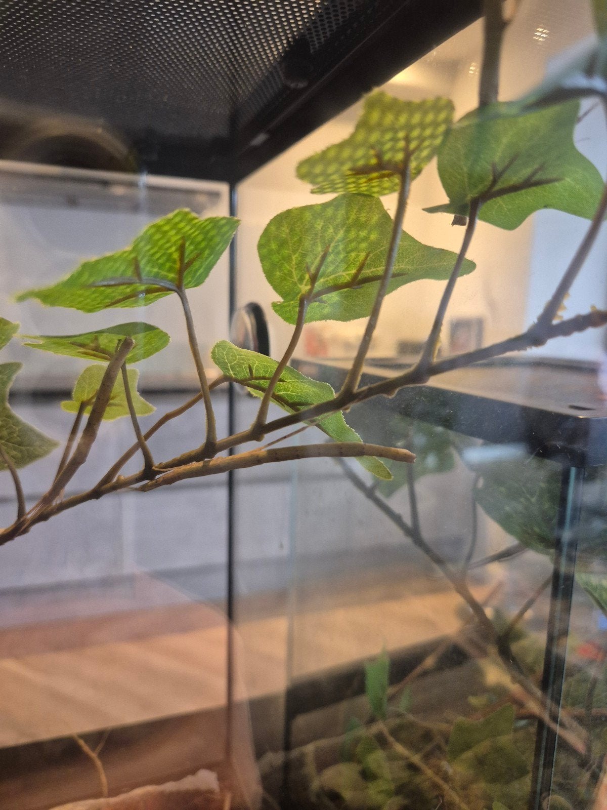 ingericht terrarium met wandelende takken, Ophalen, Zo goed als nieuw, Terrarium of Paludarium